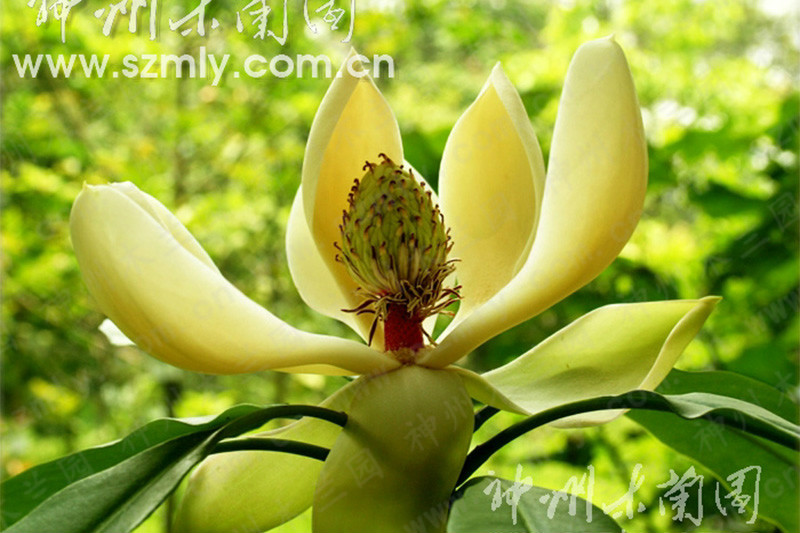中缅木莲(虎克).jpg